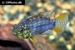 apistogramma species vielfleck apistogramma species vielfleck