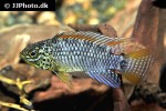 apistogramma species vielfleck apistogramma species vielfleck