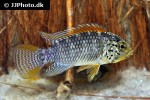 apistogramma species vielfleck apistogramma species vielfleck