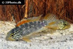 apistogramma species vielfleck apistogramma species vielfleck