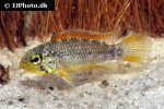 apistogramma species vielfleck apistogramma species vielfleck