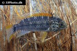 apistogramma species vielfleck apistogramma species vielfleck