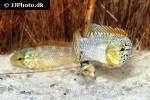 apistogramma species vielfleck apistogramma species vielfleck