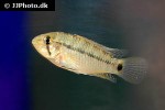 apistogramma steindachneri apistogramma steindachneri