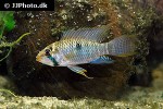 apistogramma steindachneri apistogramma steindachneri
