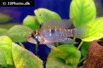 apistogramma steindachneri apistogramma steindachneri