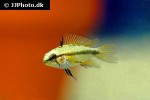 apistogramma trifasciata apistogramma trifasciata
