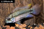 apistogramma trifasciata apistogramma trifasciata
