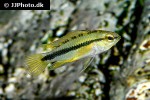 apistogramma trifasciata apistogramma trifasciata