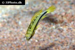 apistogramma trifasciata apistogramma trifasciata