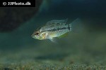 apistogrammoides pucallpaensis apistogrammoides pucallpaensis