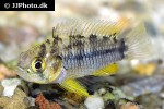 apistogrammoides pucallpaensis apistogrammoides pucallpaensis
