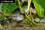 apistogrammoides pucallpaensis apistogrammoides pucallpaensis