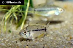apistogrammoides pucallpaensis apistogrammoides pucallpaensis