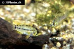 apistogrammoides pucallpaensis apistogrammoides pucallpaensis