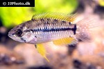 apistogrammoides pucallpaensis apistogrammoides pucallpaensis