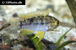 apistogrammoides pucallpaensis apistogrammoides pucallpaensis