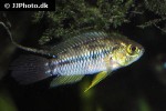 apistogrammoides pucallpaensis apistogrammoides pucallpaensis