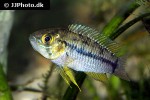 apistogrammoides pucallpaensis apistogrammoides pucallpaensis