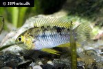 apistogrammoides pucallpaensis apistogrammoides pucallpaensis