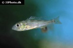 biotoecus opercularis biotoecus opercularis