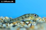 biotoecus opercularis biotoecus opercularis