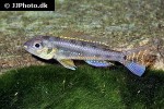 biotoecus opercularis biotoecus opercularis