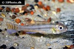 biotoecus opercularis biotoecus opercularis