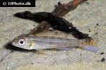 biotoecus opercularis biotoecus opercularis