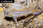 biotoecus opercularis biotoecus opercularis