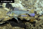 biotoecus opercularis biotoecus opercularis