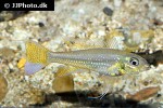 biotoecus opercularis biotoecus opercularis
