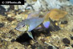 biotoecus opercularis biotoecus opercularis