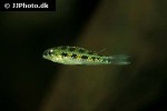 dicrossus filamentosus dicrossus filamentosus