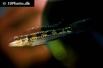 dicrossus filamentosus dicrossus filamentosus