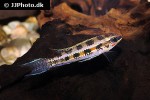 dicrossus filamentosus dicrossus filamentosus