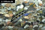 dicrossus filamentosus dicrossus filamentosus