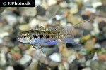 dicrossus filamentosus dicrossus filamentosus