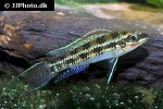 dicrossus filamentosus dicrossus filamentosus