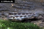 dicrossus filamentosus dicrossus filamentosus
