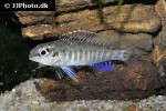 dicrossus foirni dicrossus foirni