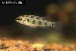 dicrossus maculatus dicrossus maculatus
