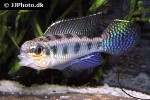 dicrossus maculatus dicrossus maculatus