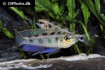 dicrossus maculatus dicrossus maculatus