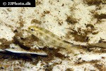 dicrossus maculatus dicrossus maculatus