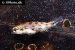 dicrossus maculatus dicrossus maculatus