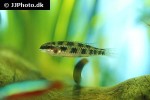 dicrossus maculatus dicrossus maculatus