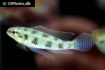dicrossus maculatus dicrossus maculatus