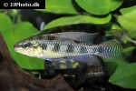 dicrossus maculatus dicrossus maculatus