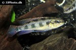 dicrossus maculatus dicrossus maculatus